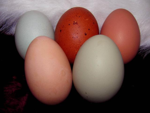 52854_chritmas_eggs.jpg
