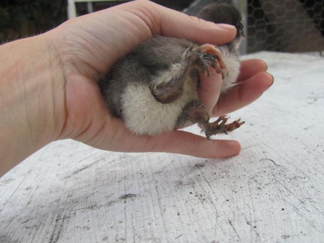 52854_cripple_chick_003.jpg