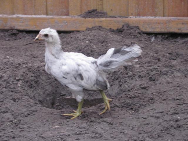 52854_cripple_chick_004.jpg