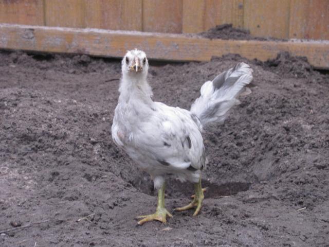 52854_cripple_chick_005.jpg