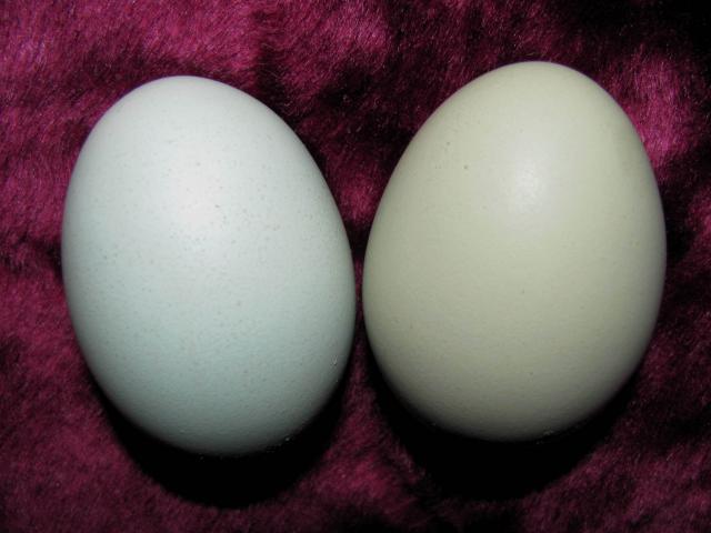 52854_green_and_olive_egg3_maybe.jpg