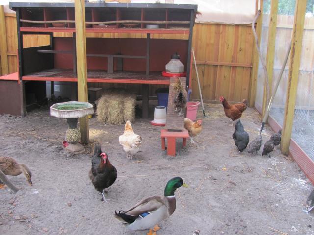 52854_new_coop_017.jpg