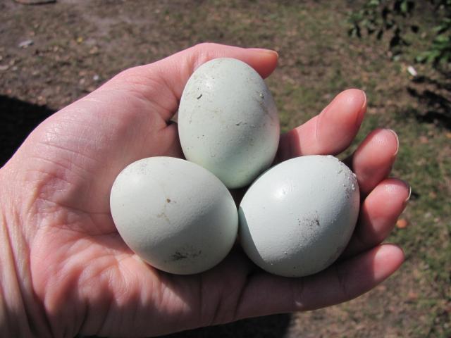 52854_state_fair_blue_eggs_022.jpg