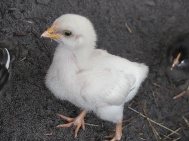 52854_white_marans_008.jpg