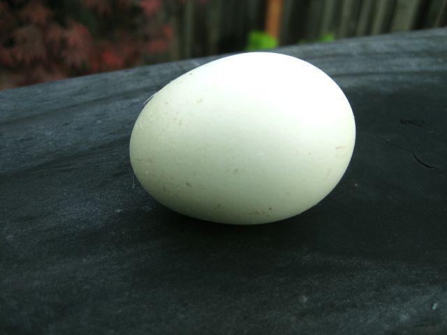 52880_holafirstegg.jpg