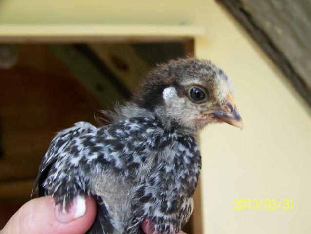 52975_033110_buster_chickens_010.jpg