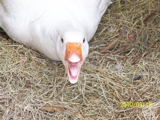 52975_geese_31810_005.jpg