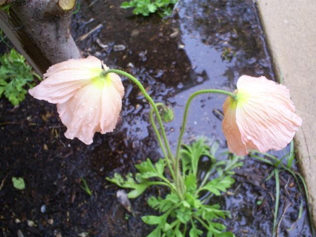 52977_2_droopy_poppys.jpg