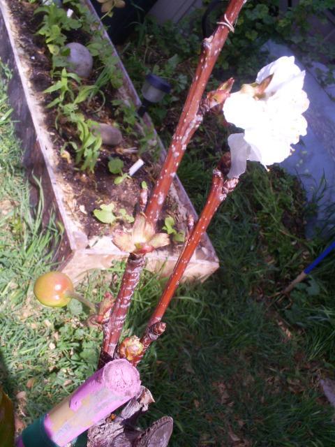 52977_first_cherry.jpg