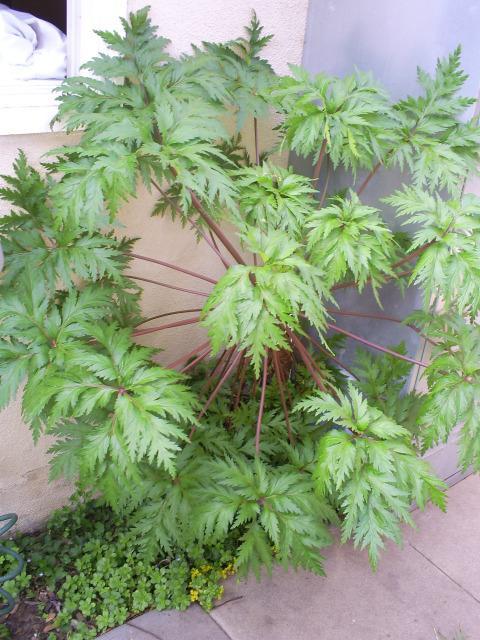 52977_geranium_weird.jpg