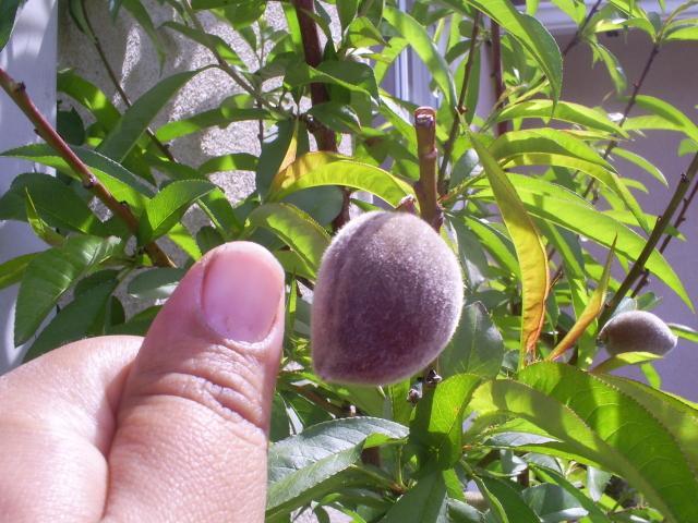 52977_peach_growing.jpg