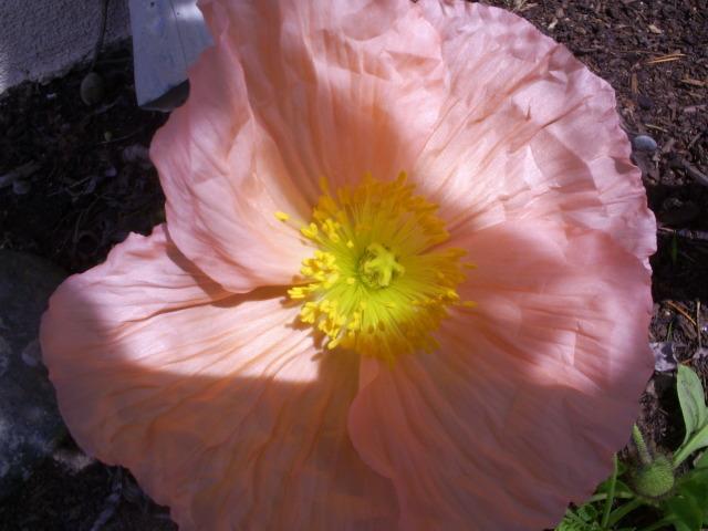 52977_peach_poppy.jpg