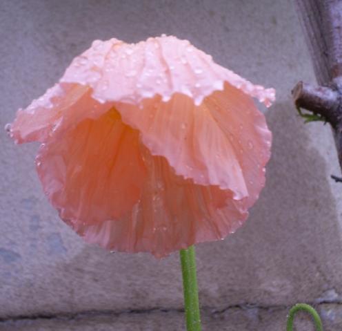 52977_poppy_droopy.jpg