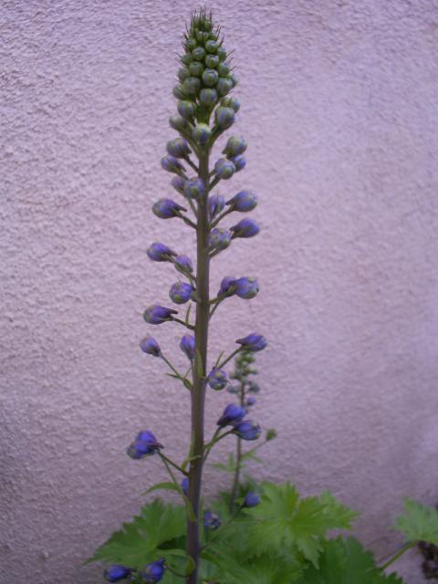 52977_ready_to_bloom.jpg