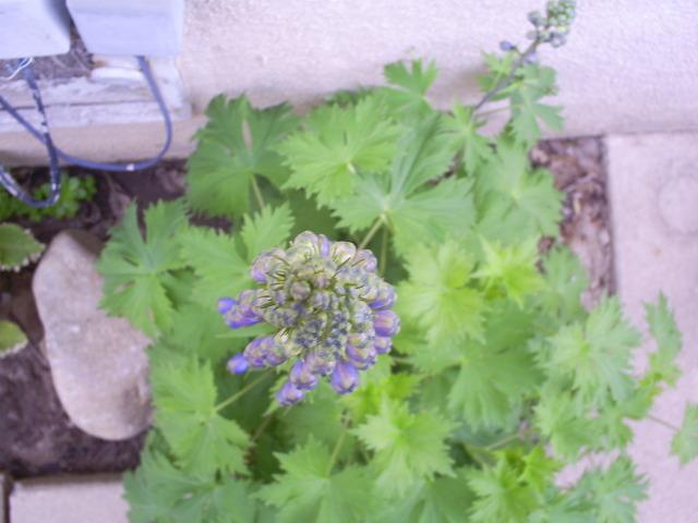 52977_ready_to_bloom_2.jpg