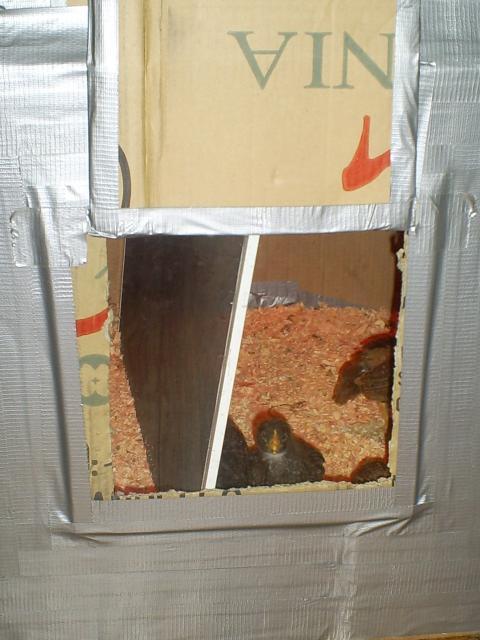52977_s5030829.jpg