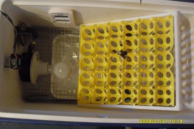 5298_incubator_001.jpg