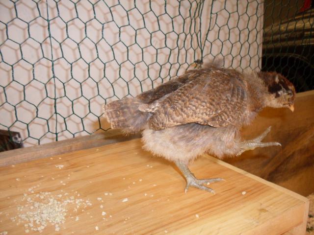 53006_chicks_007.jpg