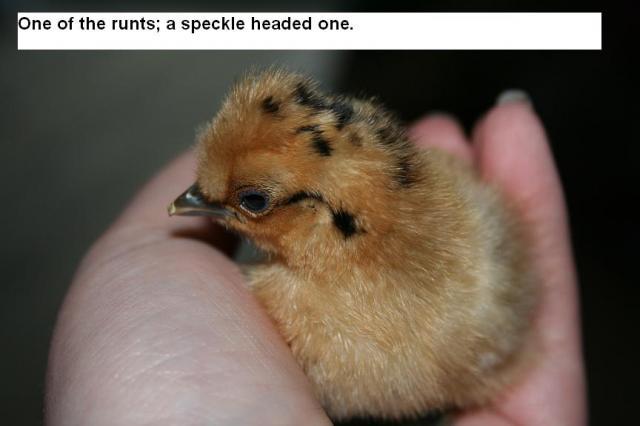 53008_chicks_279.jpg