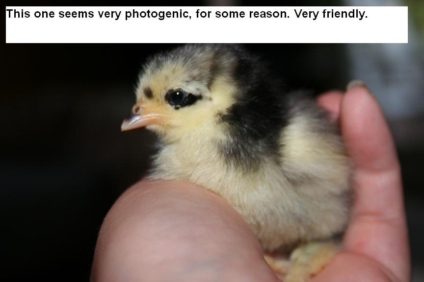 53008_chicks_301.jpg