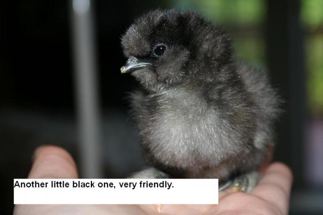 53008_chicks_322.jpg