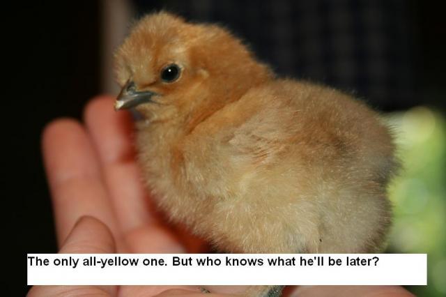 53008_chicks_347.jpg