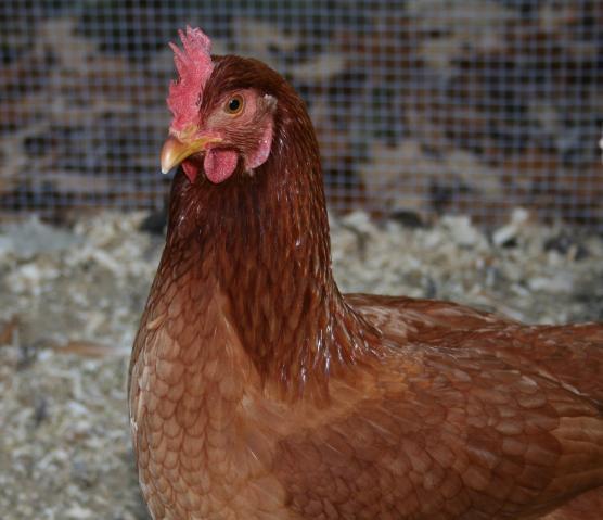 53008_henrietta1.jpg