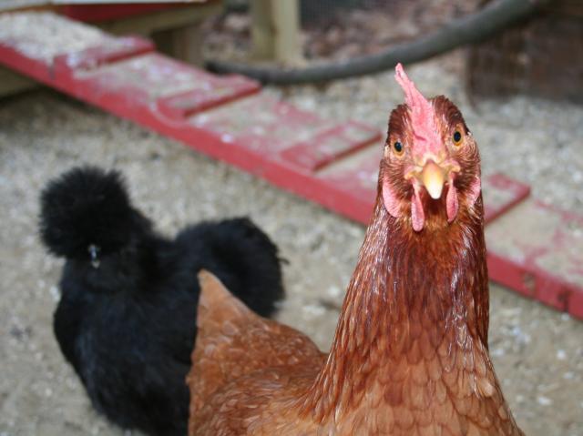 53008_henrietta2.jpg