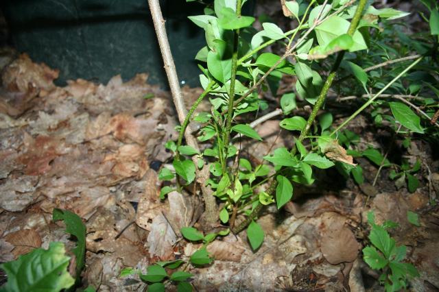 53008_lilac2.jpg