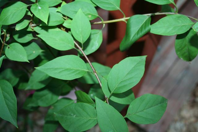 53008_lilac3.jpg