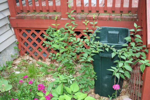 53008_plant2.jpg