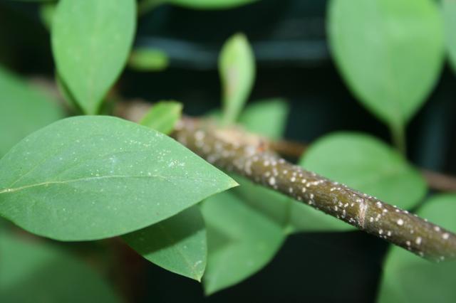 53008_plant3.jpg
