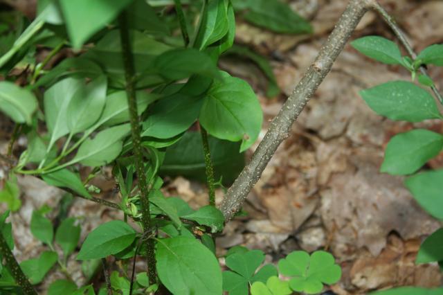 53008_plant4.jpg