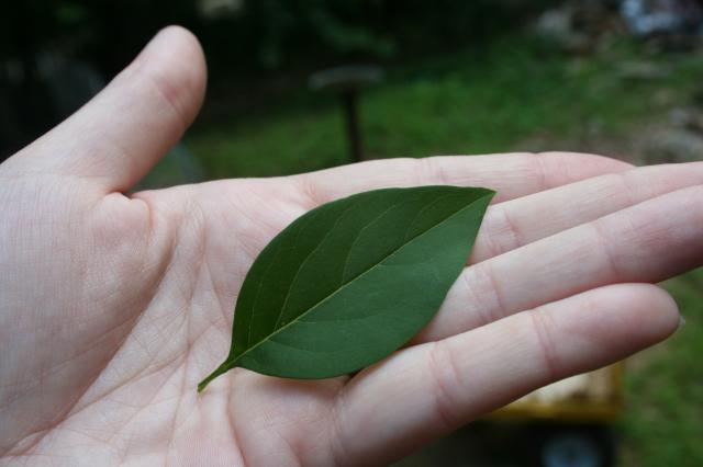 53008_plant5.jpg