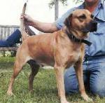 53021_53021_dawg.jpg