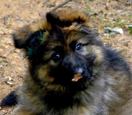 53021_pete_pup1.jpg