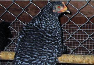 53034_chickens_001.jpg