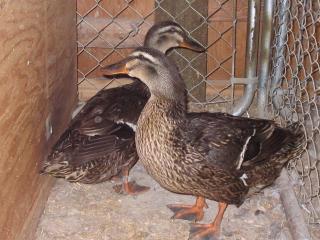 53034_ducks_006.jpg