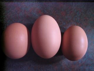 53034_eggs_compare.jpg