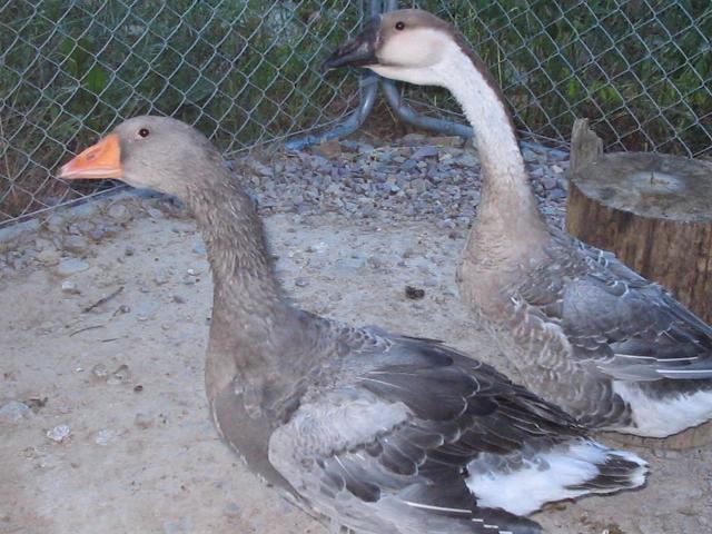 53034_geese1_001.jpg