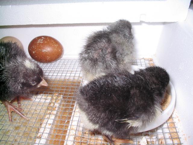 53034_new_chicks_009.jpg