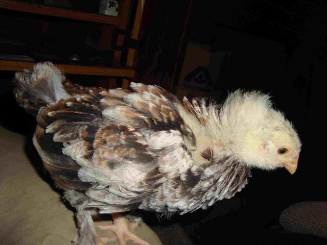 53054_chickytrim.jpg