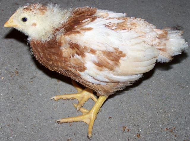 53082_chicken.jpg