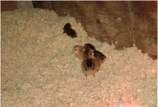 53087_2011_chicks_2.png