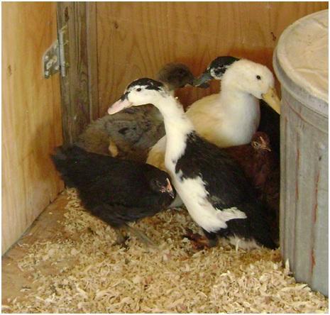 53087_ducksincoop2.jpg