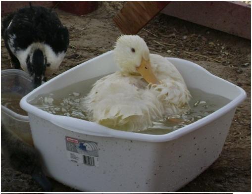 53087_waterduck2.jpg