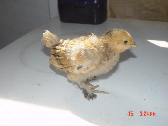53095_chick5_001.jpg