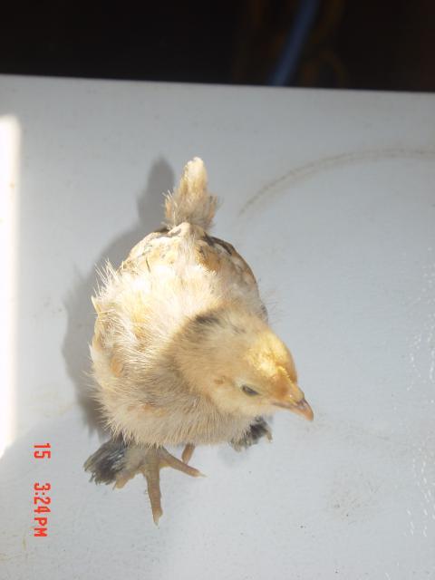 53095_chick5_002.jpg