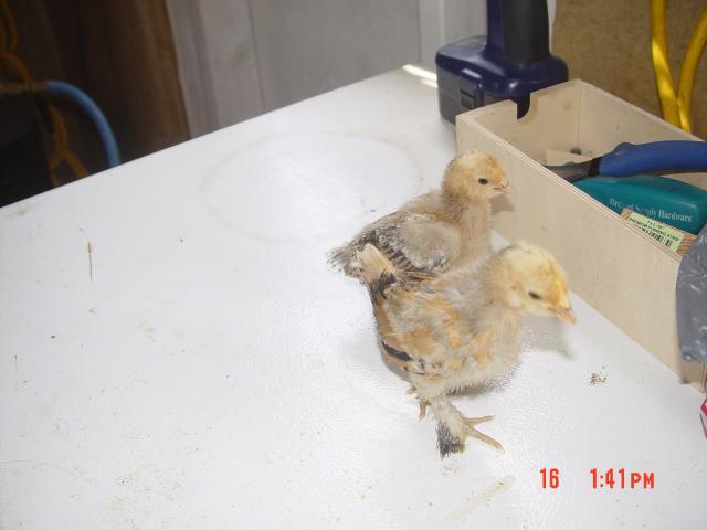 53095_chick5_chick6.jpg