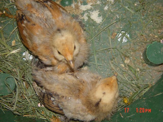 53095_chick5_chick6_pic3.jpg